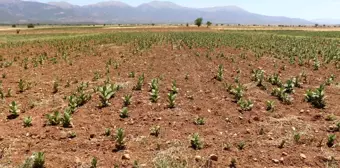 Denizli'nin Barza Ovası Kuraklıkla Mücadele Ediyor