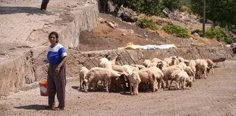 Depremde Ahırı Yıkılan Kadın Besici, Devletin Desteğiyle Üretime Devam Ediyor