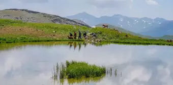 Faraşin Yaylası, besicilerin tercihi