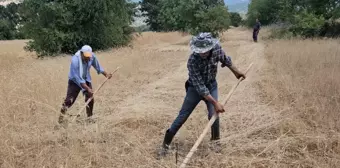 Demirci'de İmece Usulü Buğday ve Arpa Hasadı