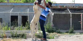 Aksaray Malaklı Köpeği Türkiye'nin Dört Bir Yanına Gönderiliyor