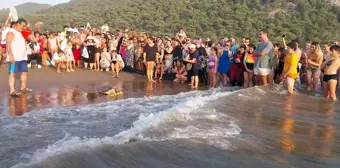 Muğla'da Tedavi Gören Deniz Kaplumbağaları Denize Bırakıldı