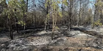 Kastamonu'da kontrol altına alınan orman yangını soğutma çalışmaları devam ediyor