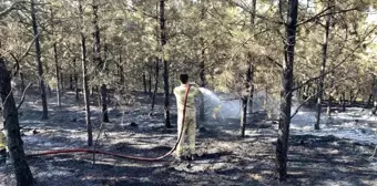 Kastamonu'da çıkan orman yangını kontrol altına alındı