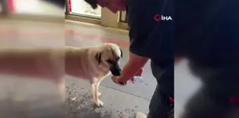 Kavurucu sıcakta susayan köpeği böyle serinletti