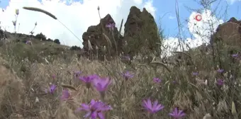 Peri Bacaları Turizme Kazandırılmayı Bekliyor