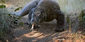 Bilim insanlarından Komodo ejderleriyle ilgili şaşırtan keşif