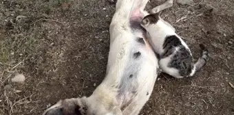 Tunceli'de Kedi ve Köpeğin Şaşırtıcı İlişkisi