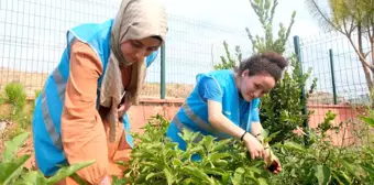 Adana Gençlik Merkezi, Doğal Tarım Ürünleriyle Çocuklara Katkı Sağlıyor