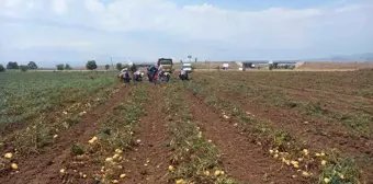 Afyonkarahisar Sandıklı'da Patates Hasadı Başladı