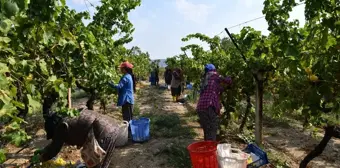 Denizli'de Erkenci Üzüm Hasadı Yapıldı