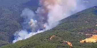 Aydın'ın Çine ilçesinde orman yangını çıktı