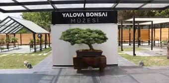 Türkiye'deki İlk Bonsai Müzesi Ziyaretçilerini Ağırlıyor