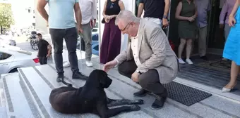 Balıkesir Belediye Başkanı Mehmet Ertaş, başıboş köpeği sahiplendi