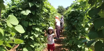 Pazarcık boncuğu fasulyesi hasada başladı