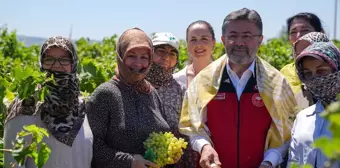 Tarım ve Orman Bakanı Manisa'da Sultani Üzüm Hasadına Katıldı