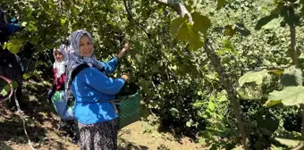 Giresun'da Fındık Hasat Sezonu Başladı