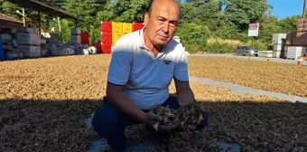 Zonguldak Alaplı'da Fındık Hasadı Başladı