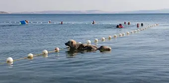 Sokakta terk edilen köpek mahallenin maskotu oldu