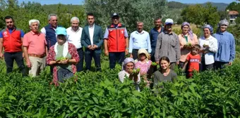 Aydın'ın Bozdoğan ilçesinde kardolua biber hasadı yapıldı