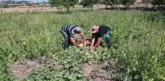 Yozgat'ta Bağrıbütün Kavunu Hasadı Başladı