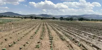 Afyonkarahisar'da Brokoli Üretimi Artıyor