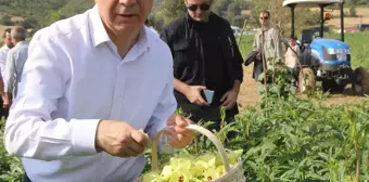 Amasya'da coğrafi işaretli çiçek bamyası hasadı düzenlendi