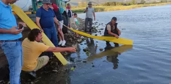 Edirne'den Bursa'ya 3 Milyon Yavru Sazan Bırakıldı