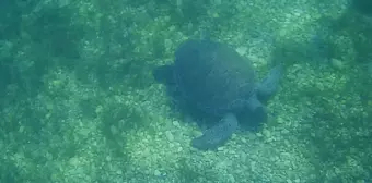 Muğla'da Yeşil Deniz Kaplumbağaları Görüntülendi