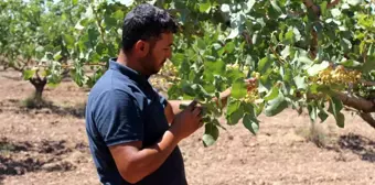 Siirt'te iklim değişikliği nedeniyle fıstık rekoltesinde düşüş bekleniyor