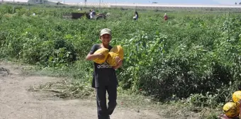 Manisa'da çiftçiler umduğu fiyatı alamayınca kavun ve karpuzları ücretsiz dağıttı