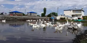 Kars'ta Kaz Yetiştiricileri, Yaz Sıcaklarında Kazları Serin Suyla Buluşturuyor