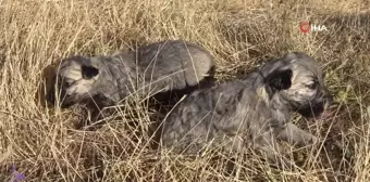 Kangalların yavrularını yemesinin sırrı açığa çıktı