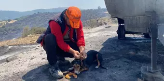 Manisa'da orman yangınında ev ve ahır yandı