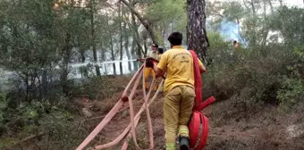 Aydın ve Muğla'da Orman Yangınları: Karayolu Trafiğe Kapatıldı