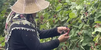 Bursa'da Kadınlar Ahududu ve Böğürtlen Ürünlerini İşleyerek Tüketiciyle Buluşuyor