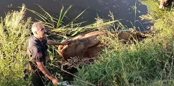 Erzurum'da bataklığa saplanan 5 büyükbaş hayvan kurtarıldı