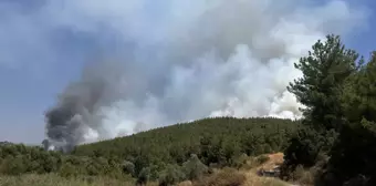 Muğla'daki Orman Yangınları Kontrol Altına Alındı