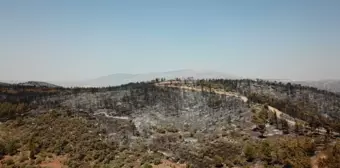 Muğla'daki yangınlar kontrol altına alındı