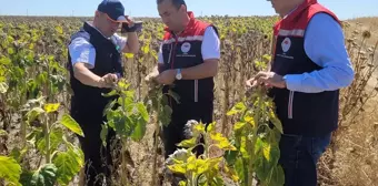 Tarım ve Orman Bakanlığı Bitkisel Üretim Genel Müdürü Edirne'de Ayçiçeği Tarlalarını İnceledi