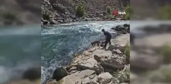 Irmakta kaybolan genci arama çalışmaları sürüyor