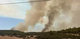 Muğla'da Arıcılık Yapan Baba ve Oğul Tutuklandı