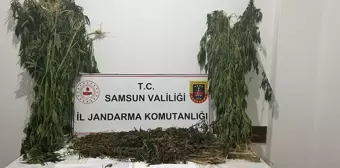 Samsun Ayvacık'ta Uyuşturucu Operasyonu: 1 Şüpheli Yakalandı