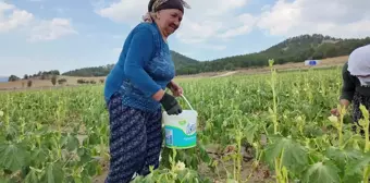 Bolu'da bamya üreticisi işçi maliyetlerini düşürmek için tarlasını yarı fiyatına açtı