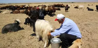 Muş Ovası'nda hayvanları erkekler sağıyor