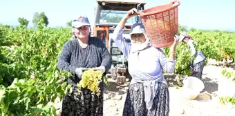 Denizli'nin Üzüm Üretim Merkezi Bekilli'de Hasat Başladı