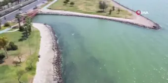 İzmir Körfezi'ndeki balık ölümlerine inceleme başlatıldı