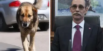 Erdal Beşikçioğlu'ndan skandal karar! Çocuğu ısıran köpeği, yakalandığı yere bırakacak