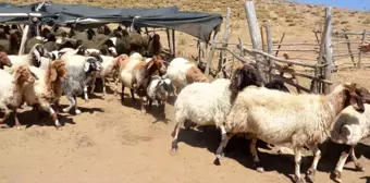 Malatya'da Yaylalarda Hayvan Yetiştiricileri İhtiyaçlarını Bekliyor