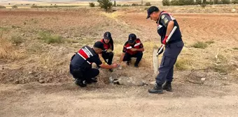 Kırıkkale'de Yaralı Bal Porsuğu Tedavi Altına Alındı